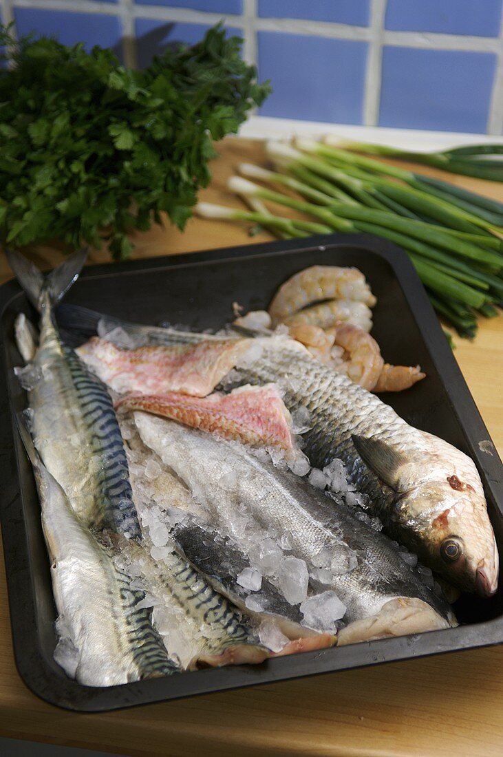 Assorted saltwater fish with ice on a baking tray
