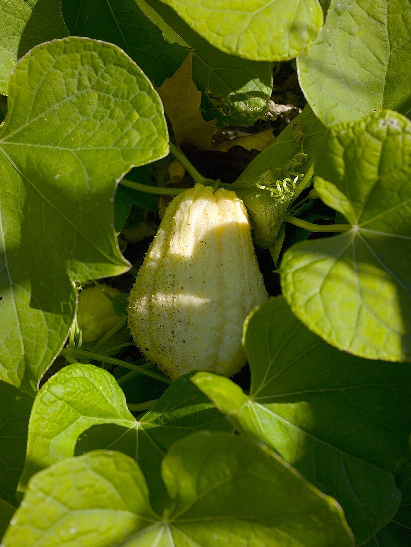 A chayote on the plant