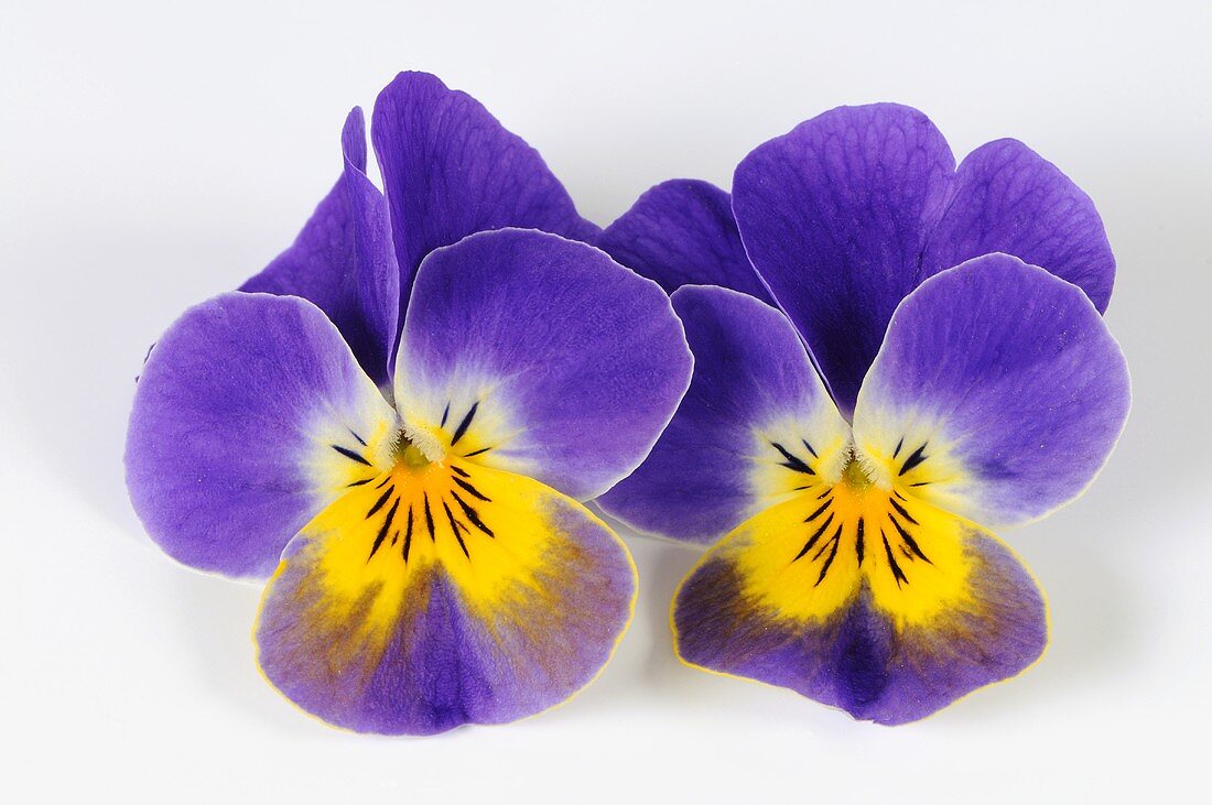 Two horned violet flowers
