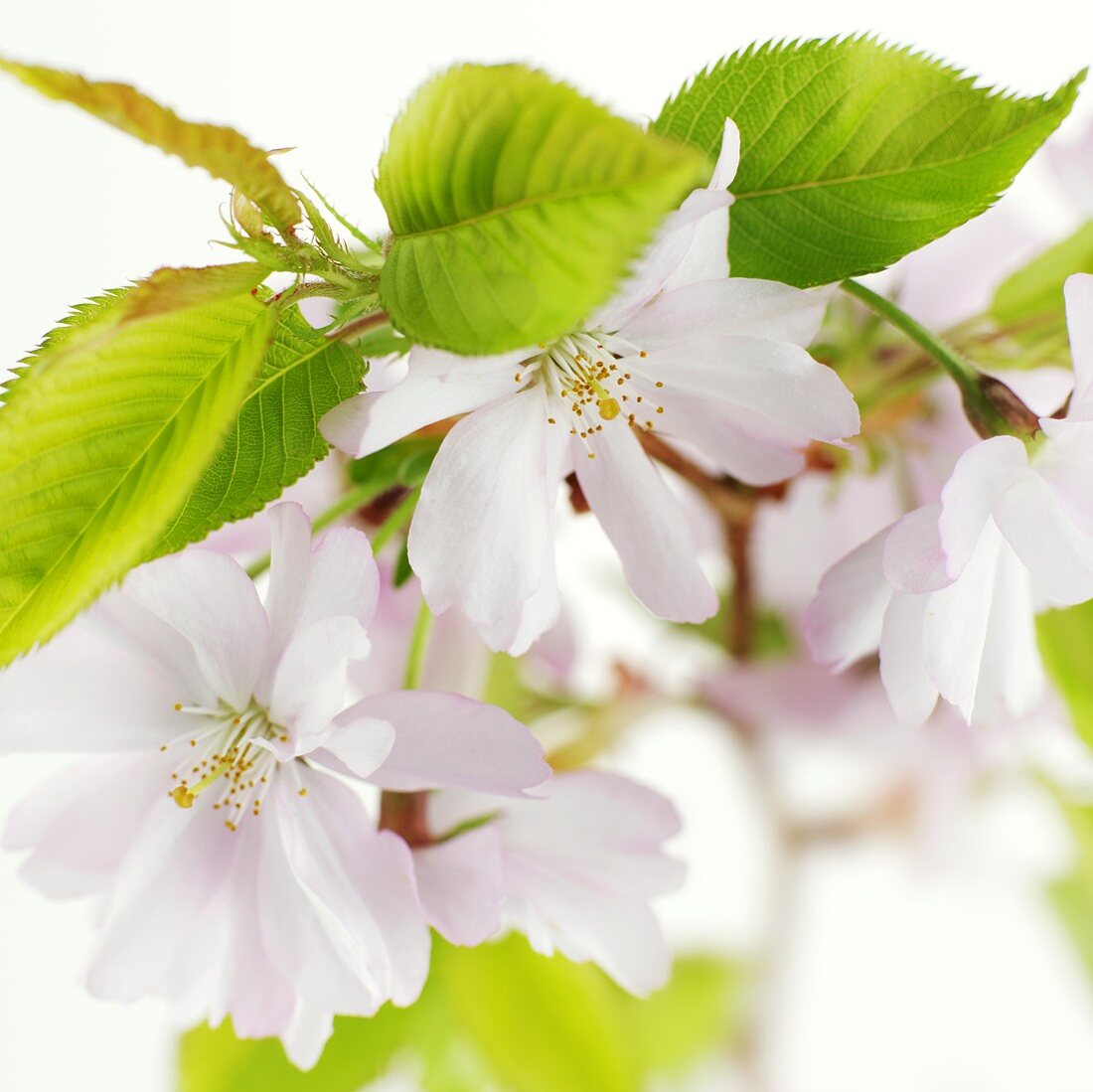 Japanischen Zierkirsche mit Blüten