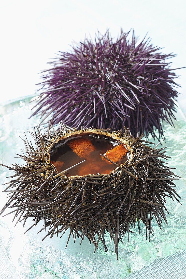 Intact and opened sea urchin