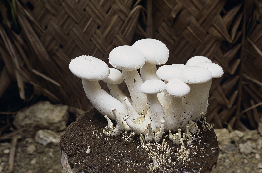Milk mushrooms (India)