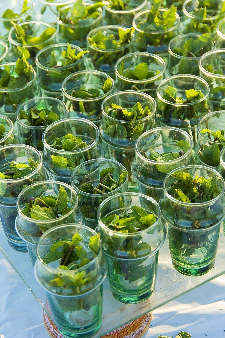 Fresh mint in many glasses