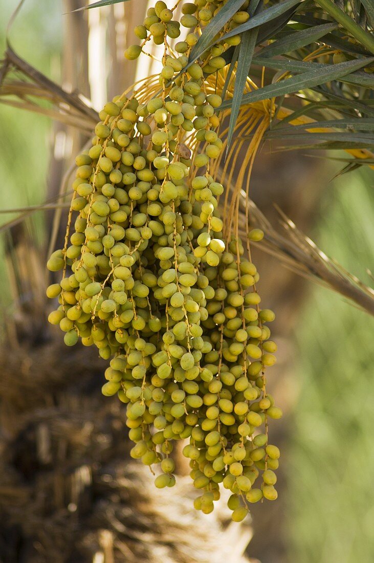 Dates on a date palm