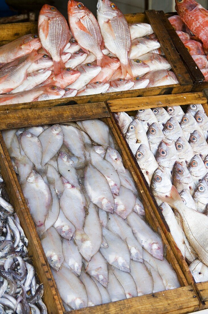 Various fish on a market stall in Morocco