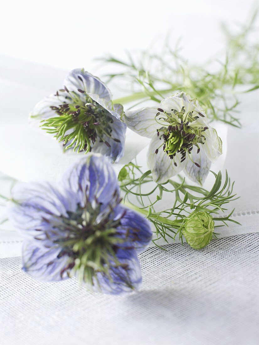 Love-in-a-mist with flowers (Nigella damascena)