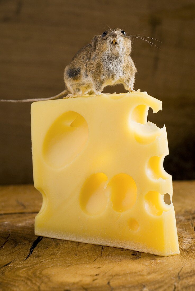 Lebendige Maus auf einem Stück Emmentaler