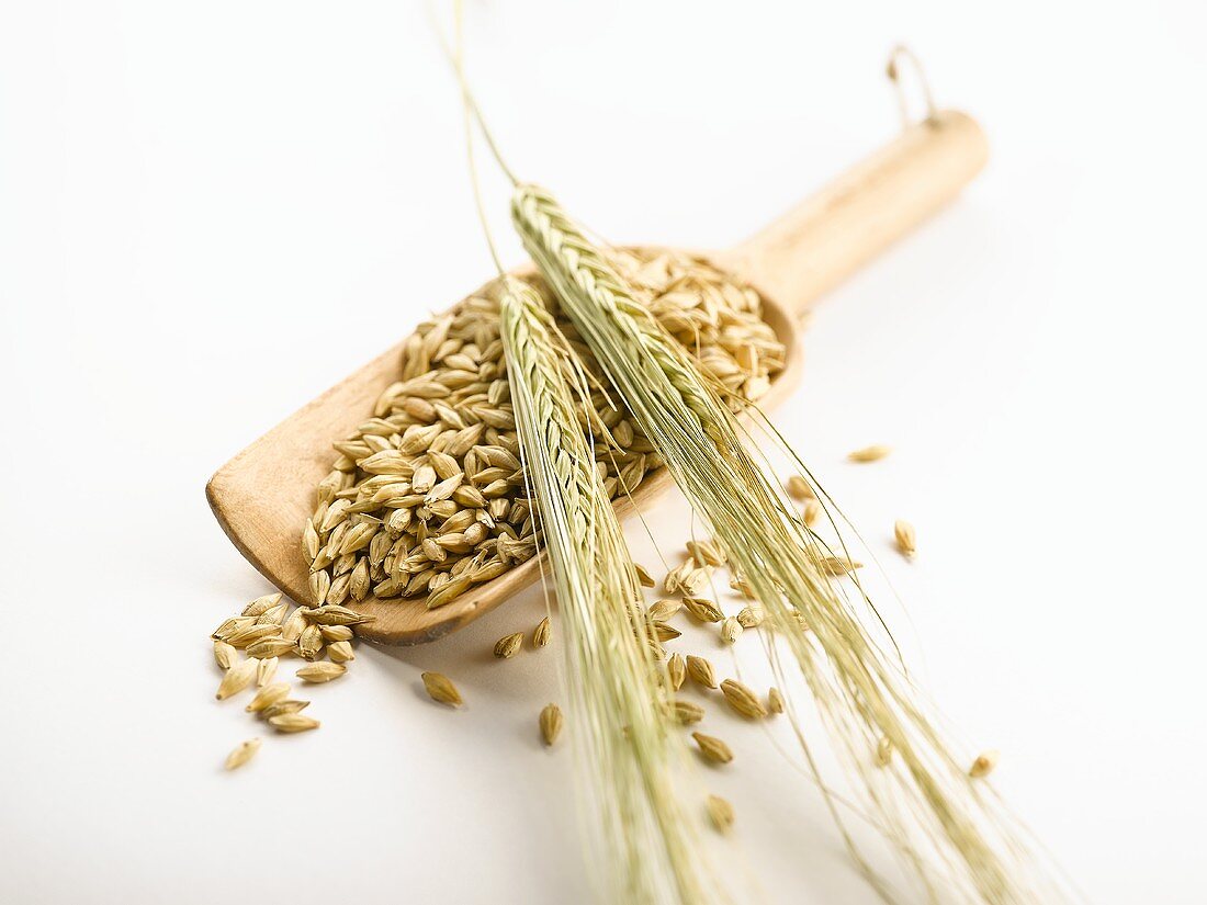 Grains of barley in a wooden scoop, ears of barley