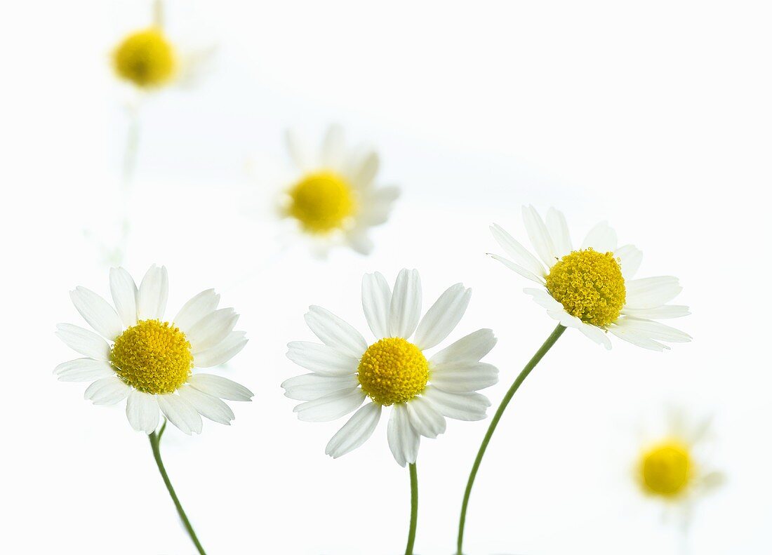 Several chamomile flowers