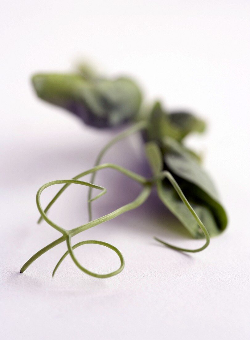 Pea shoot with tendrils