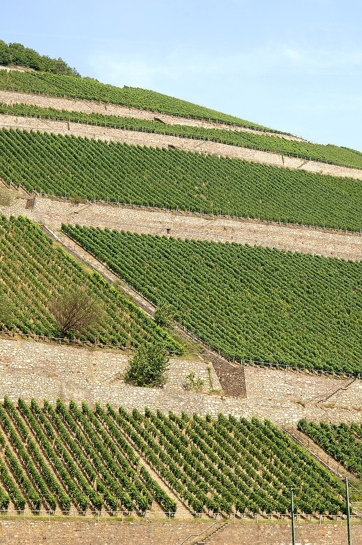 Weinberg bei Assmanshausen am Rhein, Deutschland