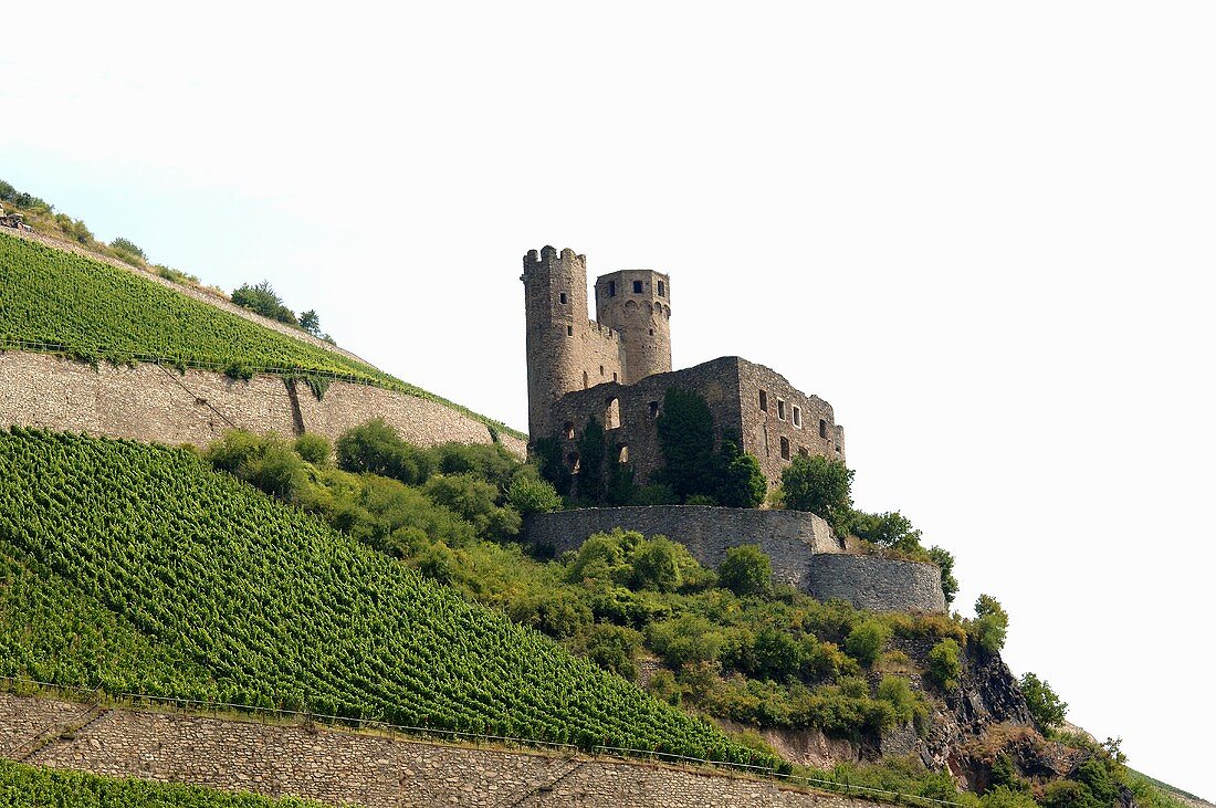 Weinberg mit Burg bei Assmanshausen am Rhein, Deutschland