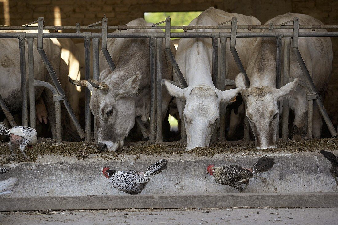 Cows feeding in a stall with hens