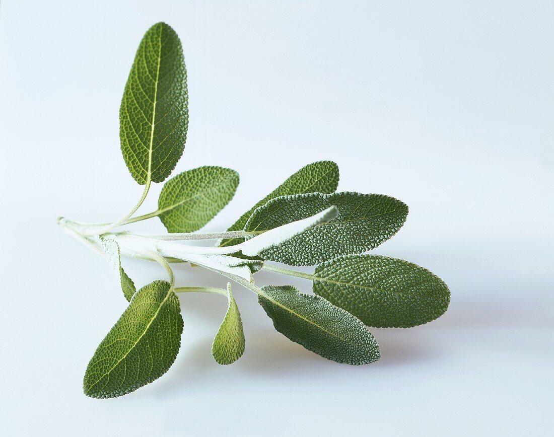 Fresh sage