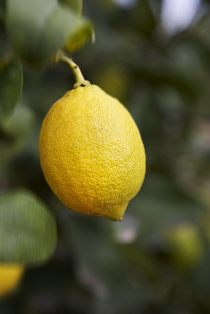 Lemon on the tree with leaves