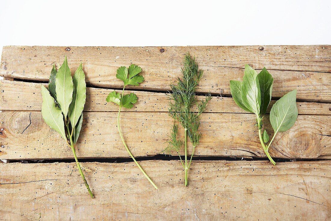 Fresh bay leaves, coriander, dill and basil