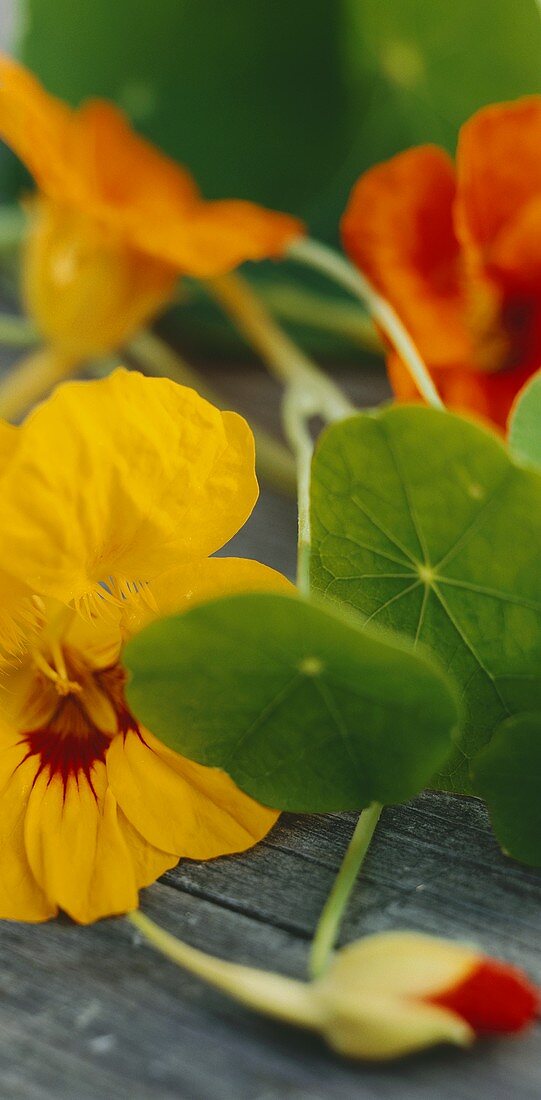 Gelbe und orangefarbene Kapuzinerklresseblüten