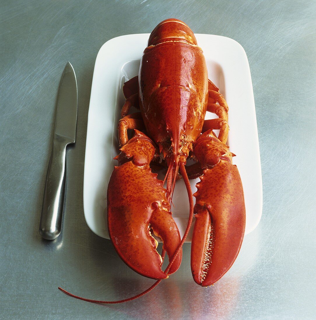 Cooked lobster on a plate with knife