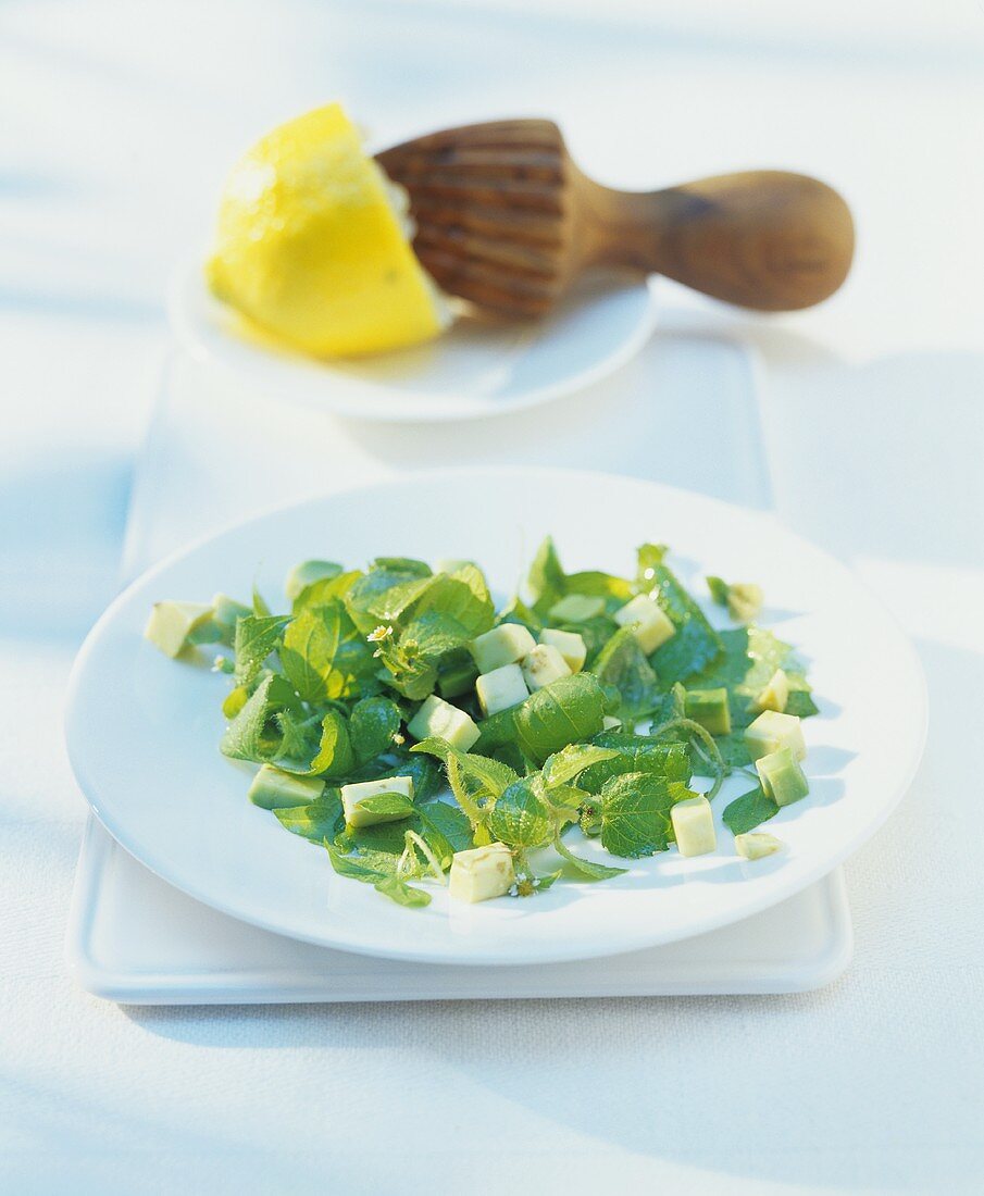 Knopfkraut-Spitzen-Salat mit Avocado