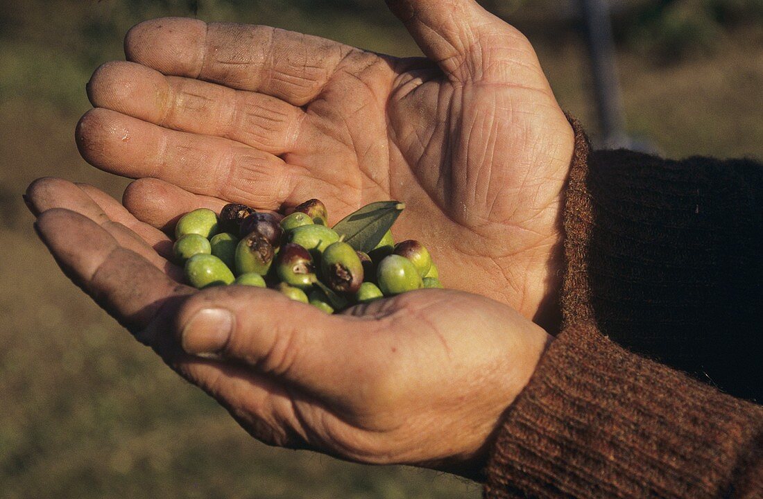 Mann hält frisch geerntete Oliven in den Händen