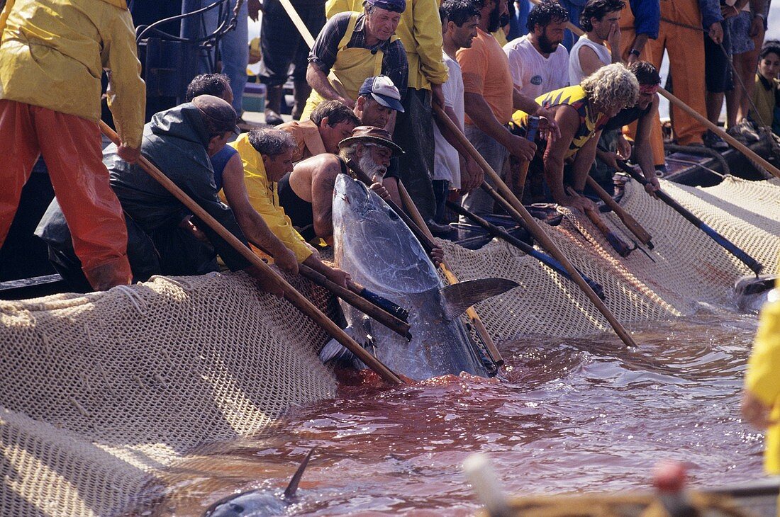 Fischer holen Thunfische aus dem Netz, Sizilien