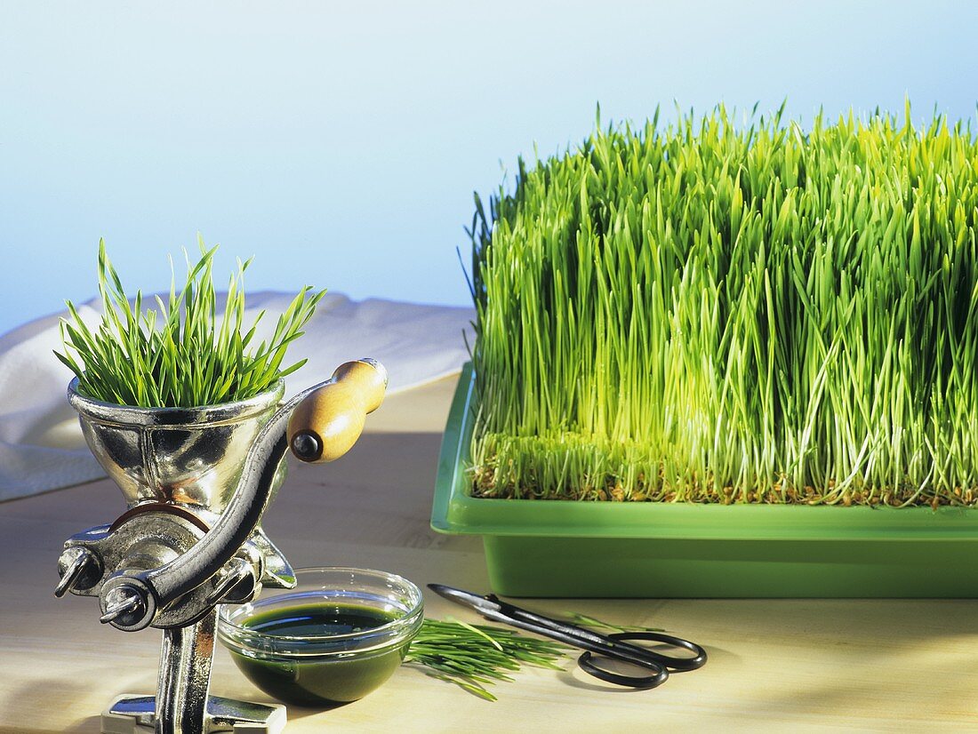 Wheatgrass with a juicer