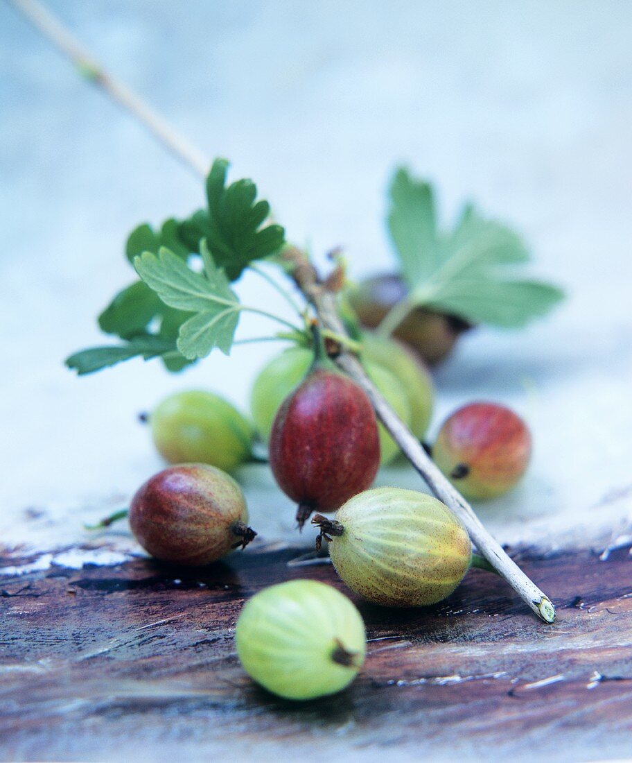 Gooseberries with branch and leaves