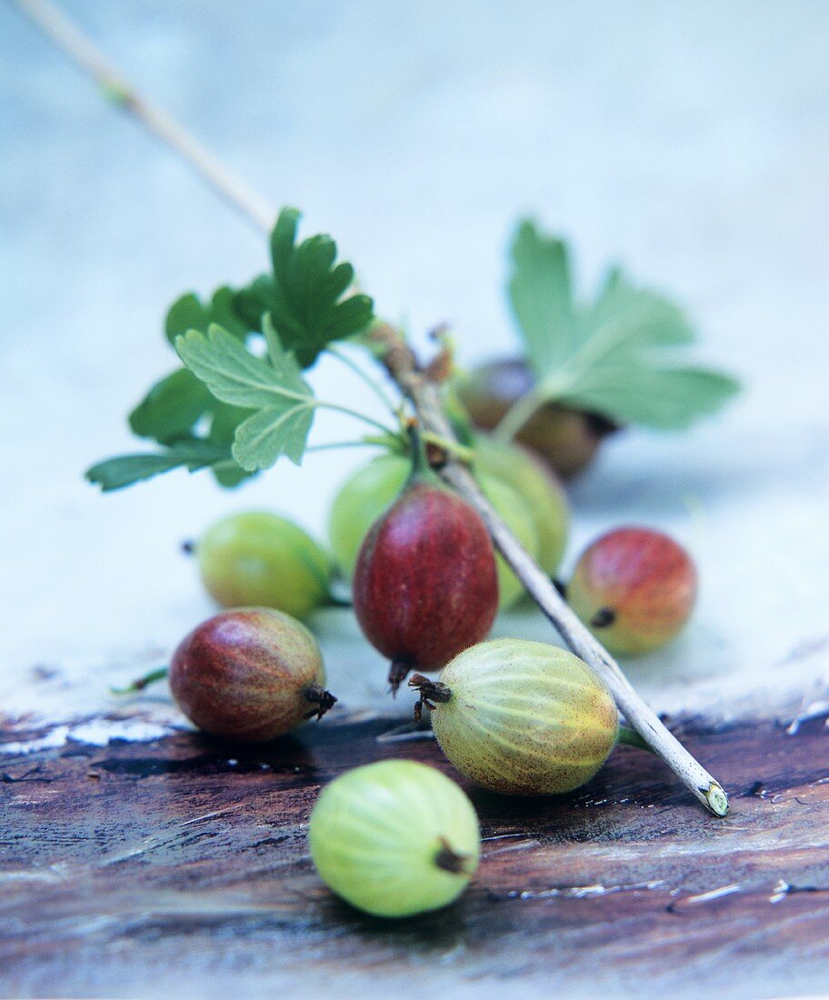 Stachelbeeren mit Blättern und Zweig