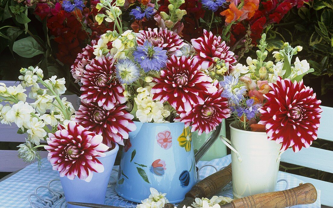 Purple dahlias in vases out of doors