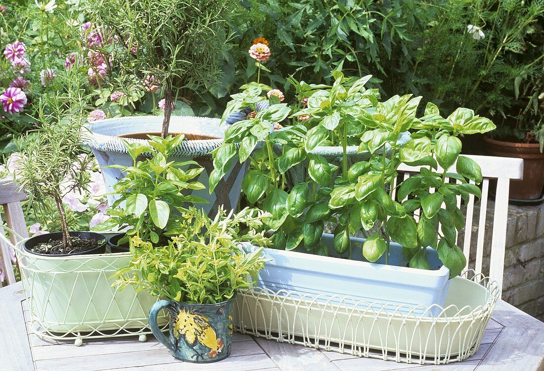 Verschiedene Kräuter in Töpfen auf dem Gartentisch