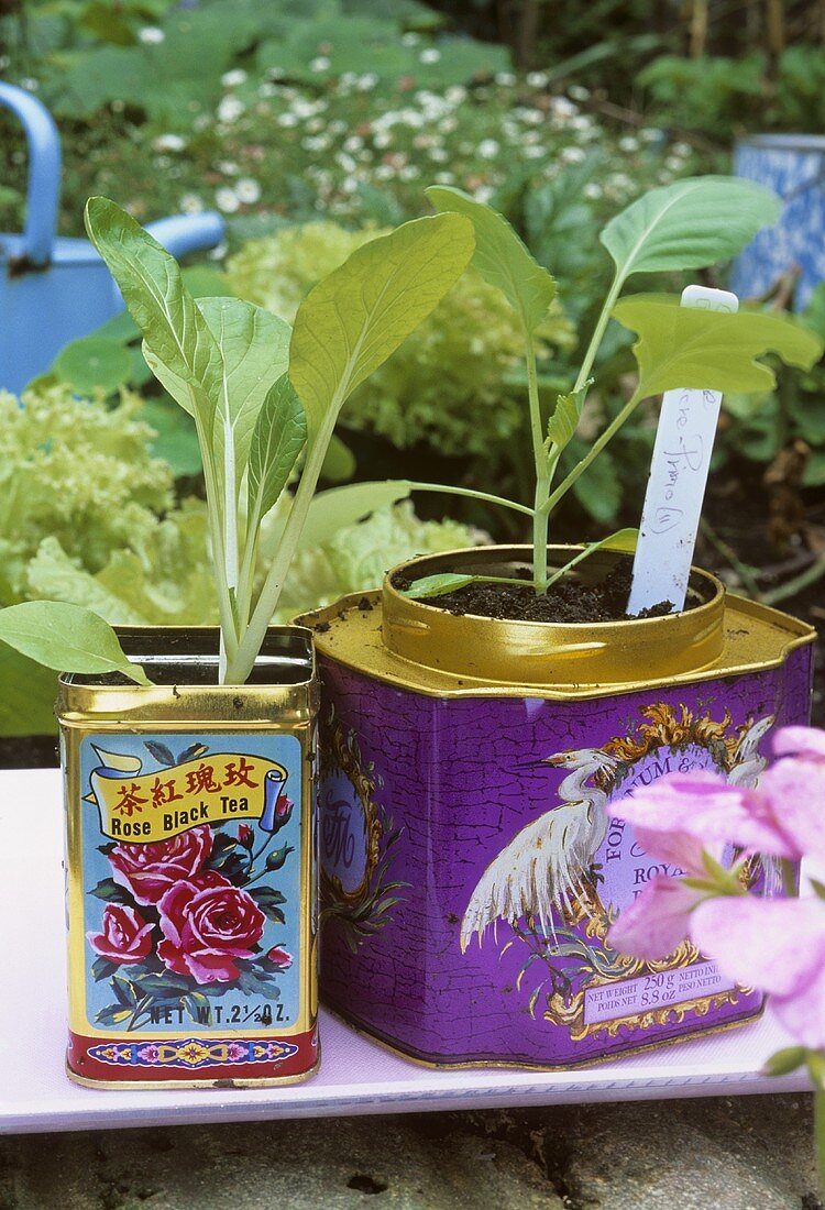 Young brassica plants in tea tins