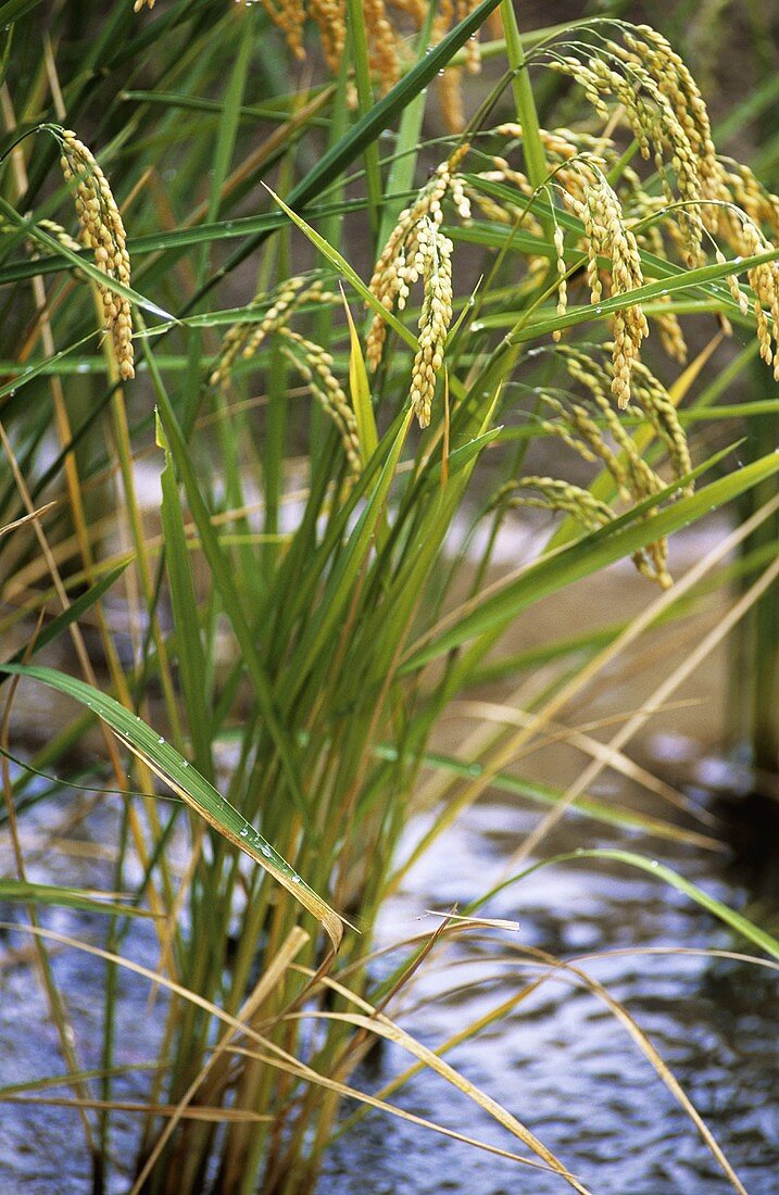 Reispflanzen