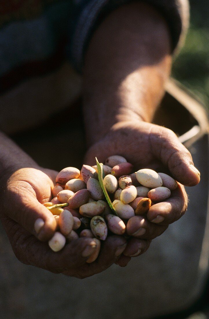 Hands holding freshly picked pistachios