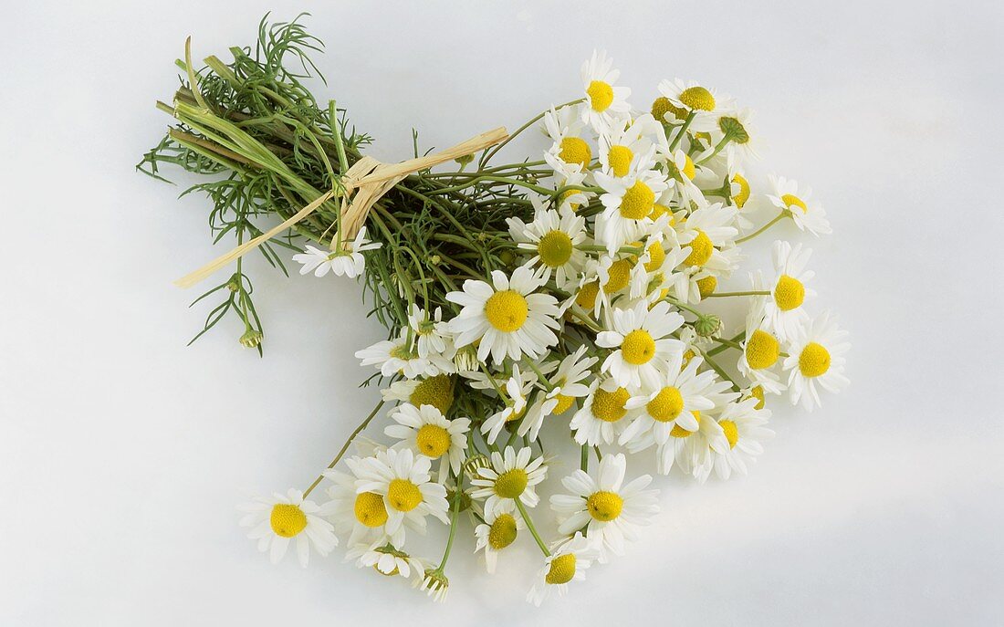 A bunch of chamomile