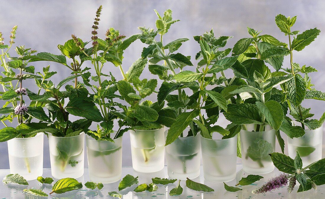 Various types of mint in glasses of water