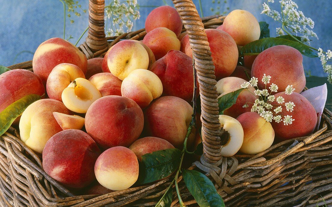 A basket full of peaches (variety: Sweet Robin)