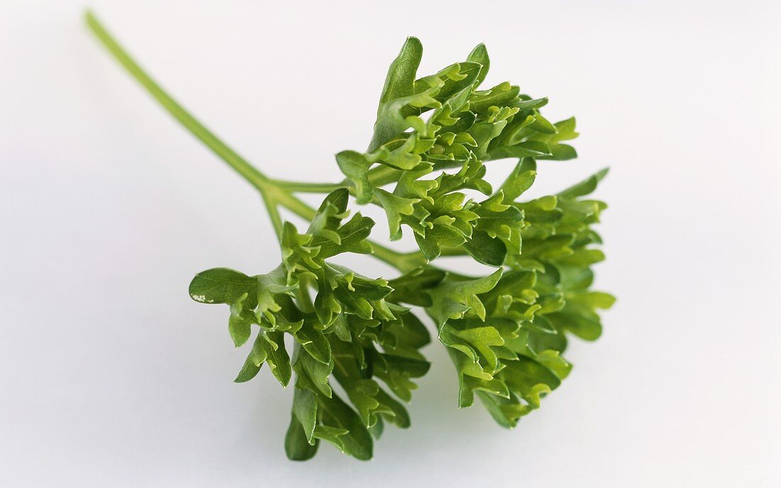 Curly leaf parsley