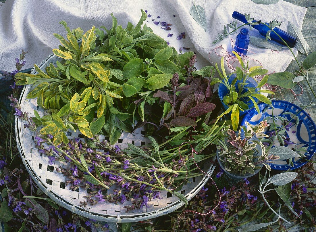 Still life with various types of sage