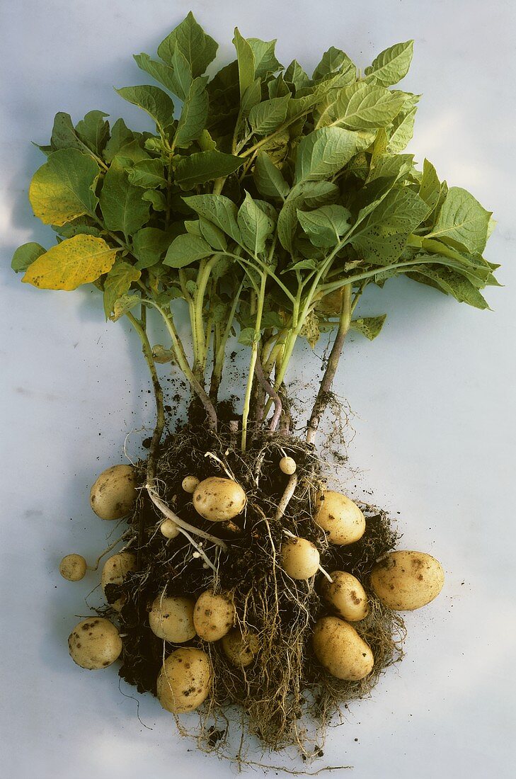 Potato plant with soil