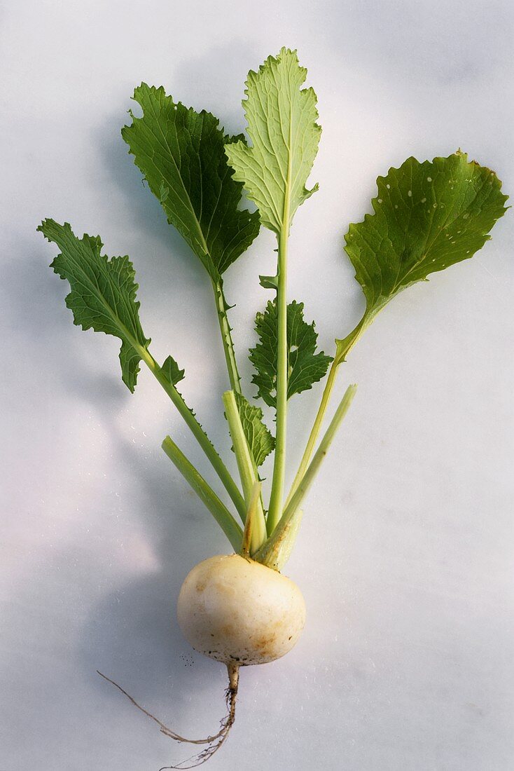 Early turnip with leaves