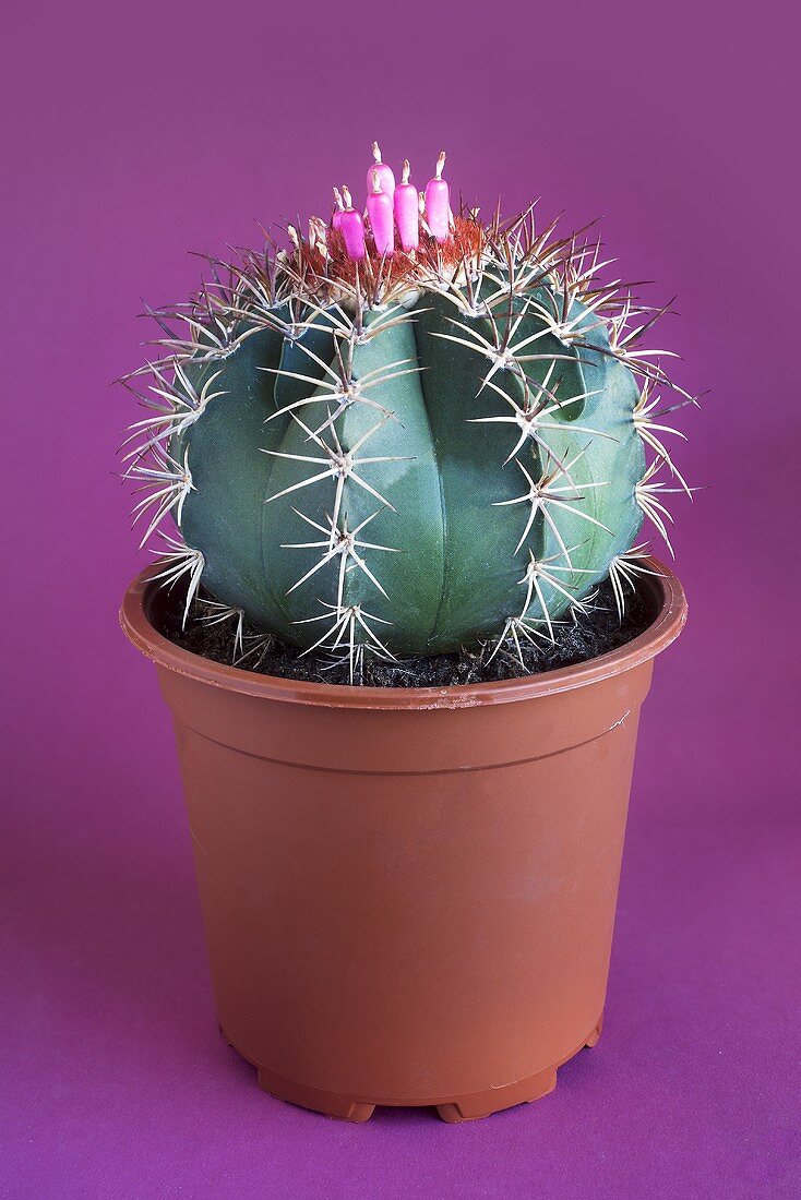 Melocactus mit Blüte im Blumentopf