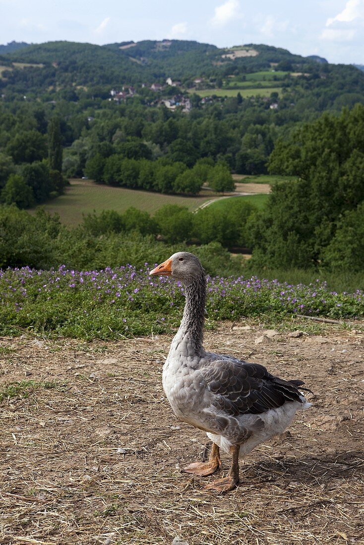 A goose in Dordogne, France
