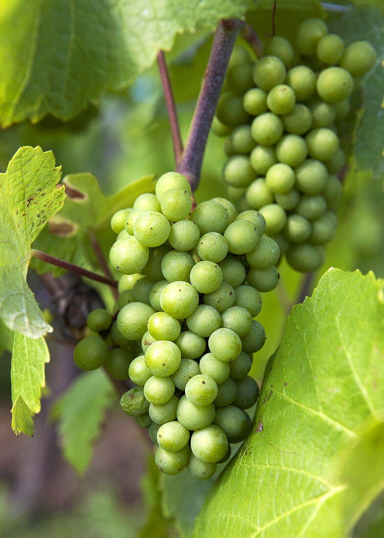 Rieslingtrauben am Rebstock (Elsass, Frankreich)