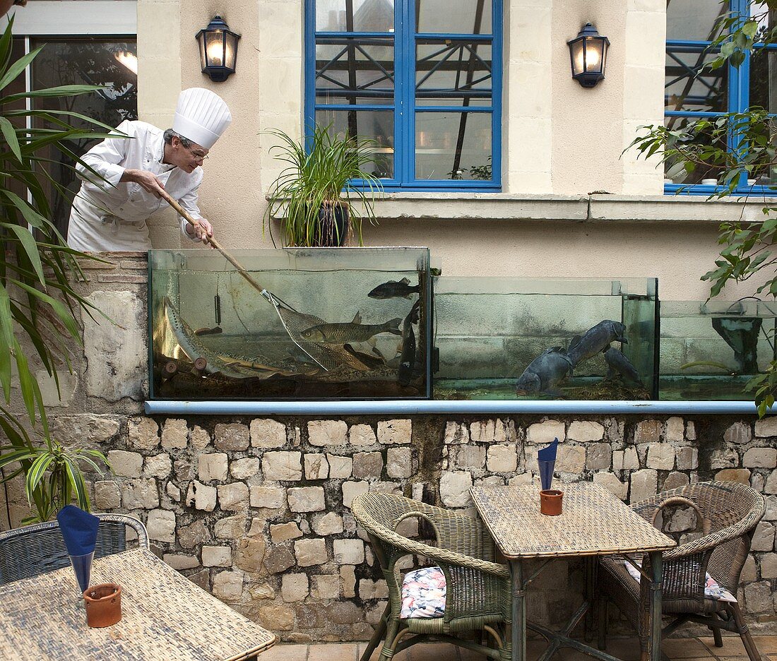 Chefkoch des Restaurants Les Chandelles Gourmandes fängt Fische aus dem Fischbecken (Larcay, Frankreich)