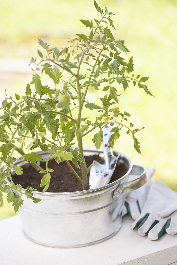 A tomato plant in a pot with a trowel