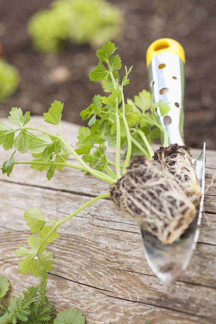 Knollenselleriesetzlinge auf Gartenschaufel