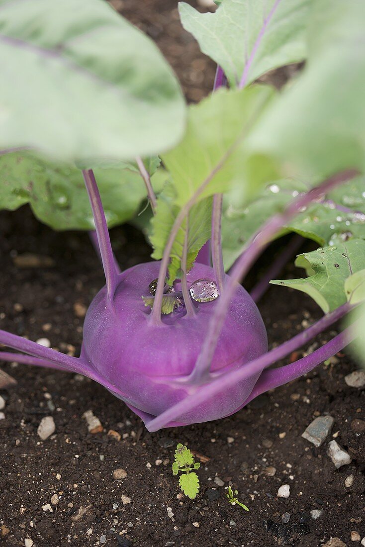 Kohlrabi im Gemüsebeet