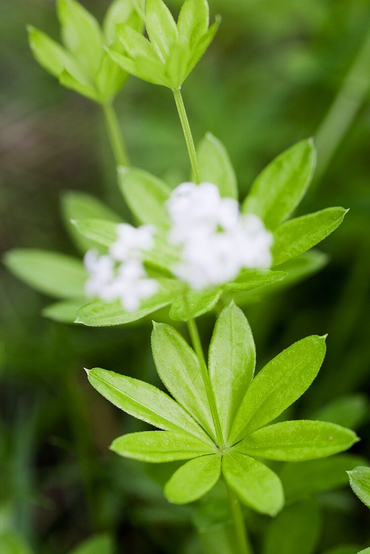 Frischer Waldmeister mit Blüten