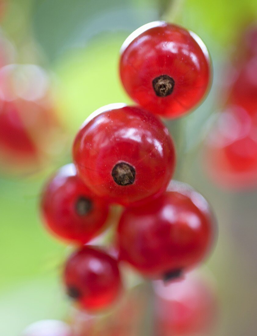 Rote Johannisbeeren