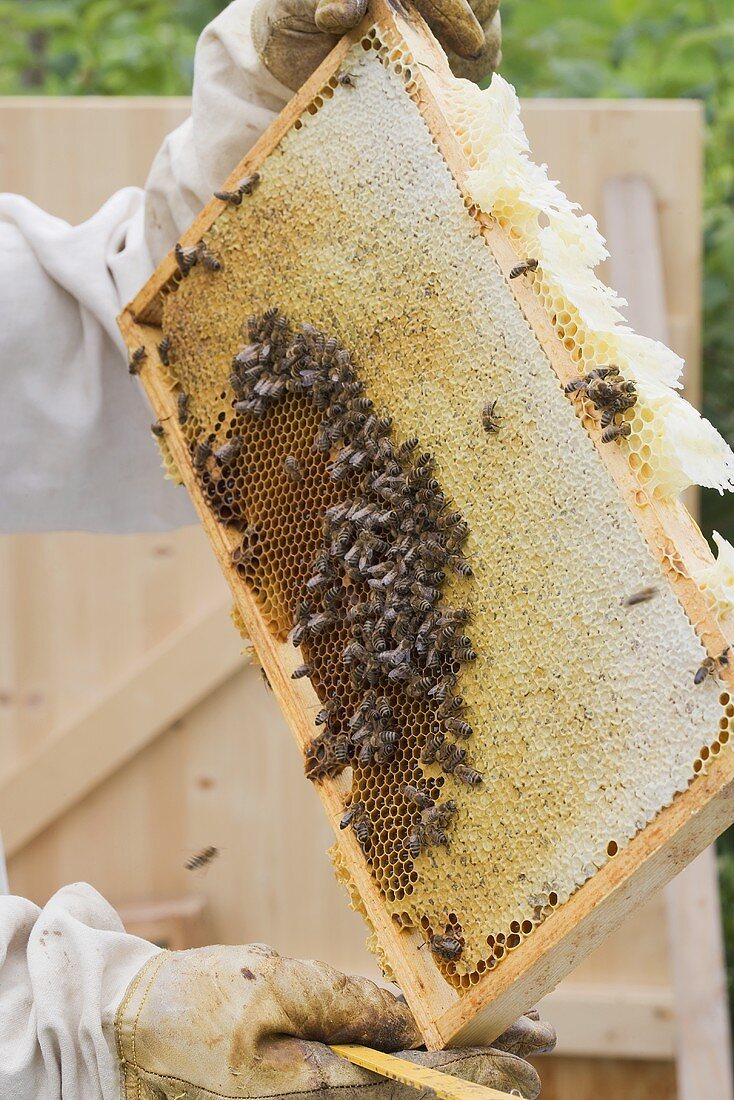 Imker zeigt Honigwabe mit Bienen